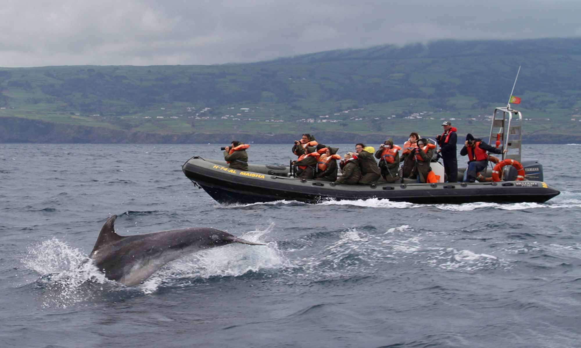 Slow Dive Atlantik Azoren Pico Sport Boot Delfin
