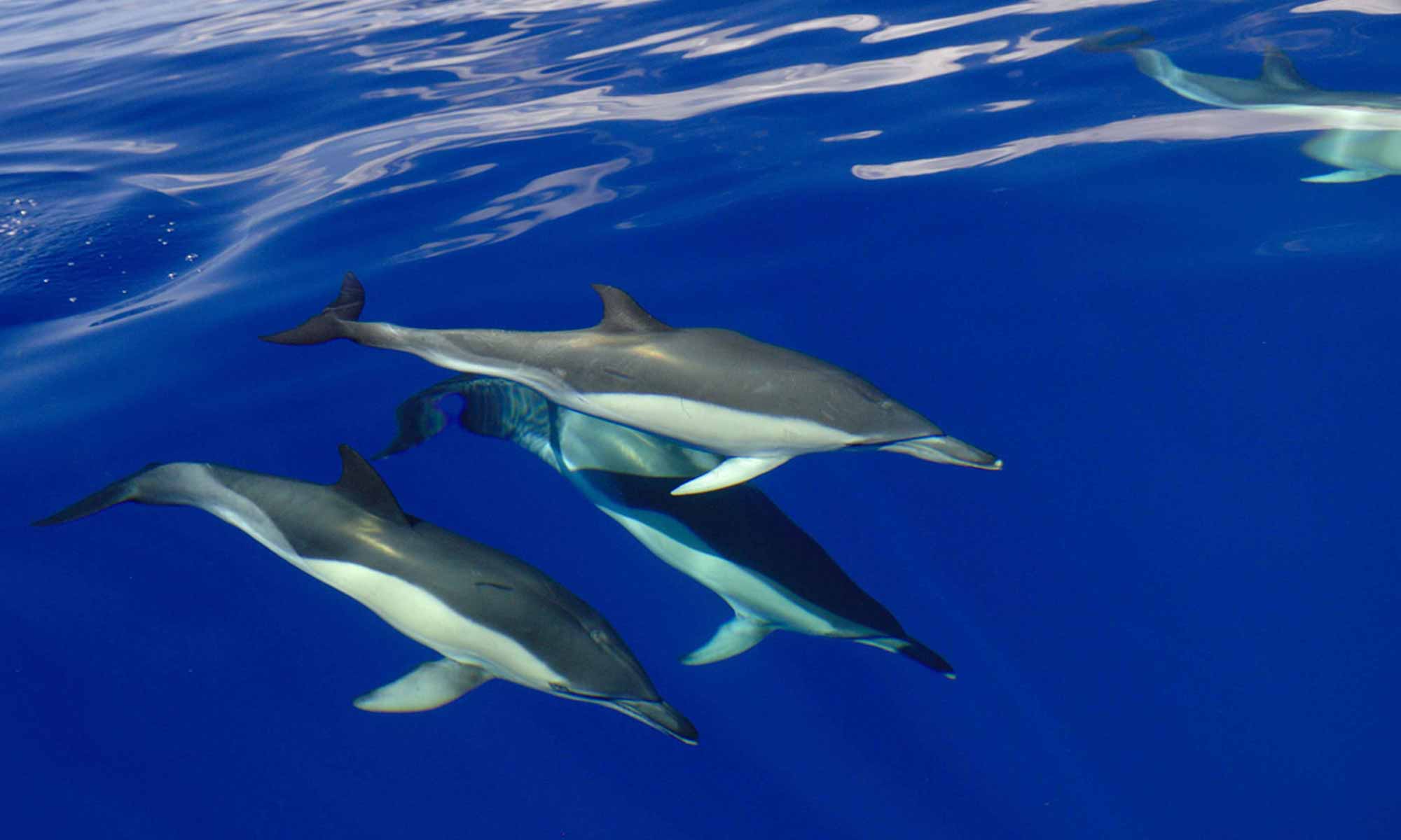 Slow Dive Atlantik Azoren Pico Sport Delfine