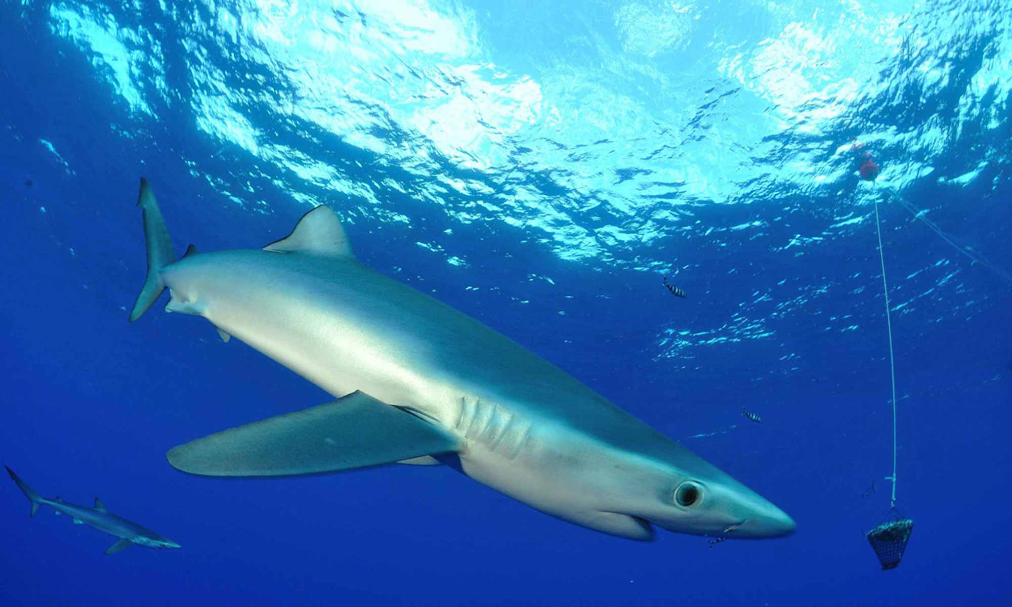 Slow Dive Atlantik Azoren Pico Sport Hai