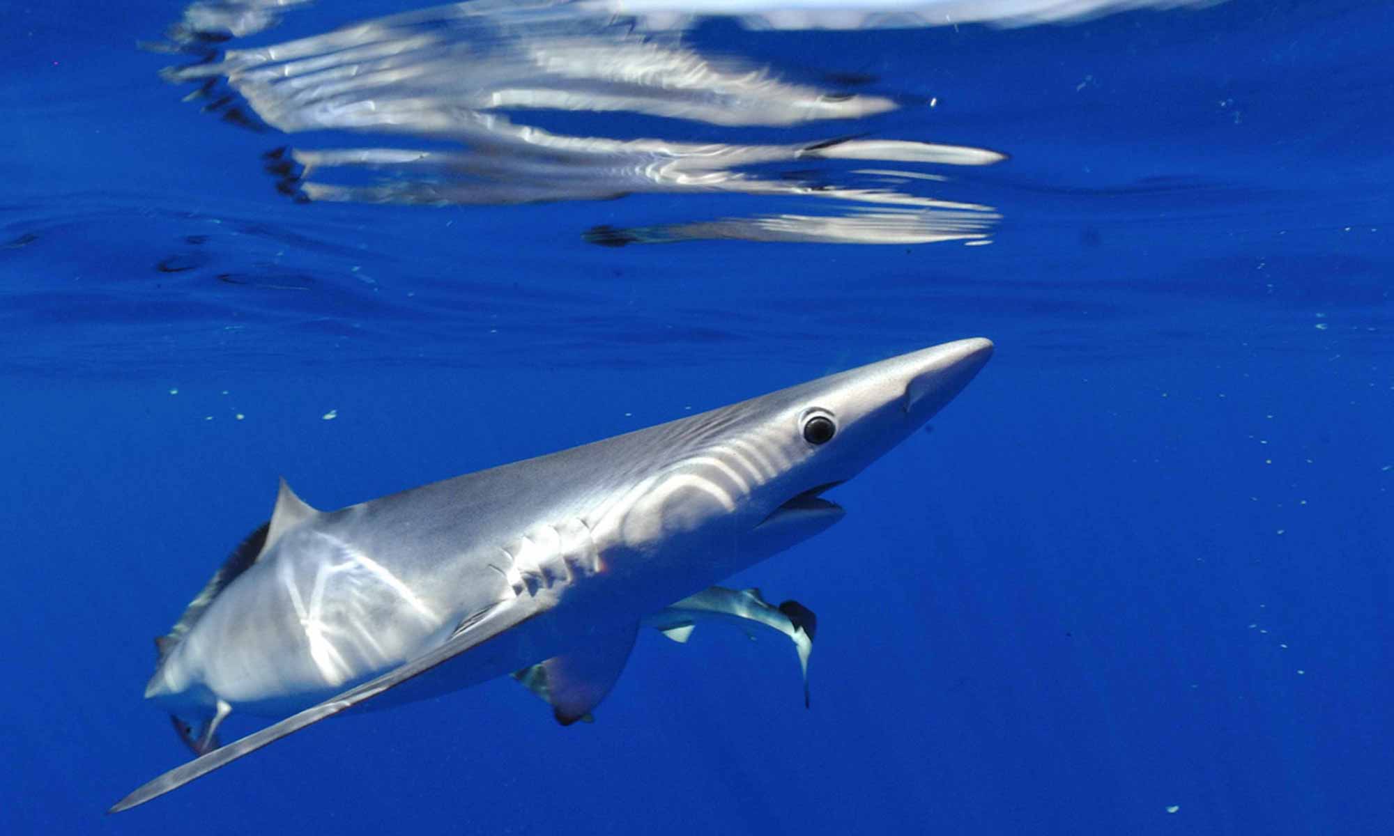 Slow Dive Atlantik Azoren Pico Sport Hai 2