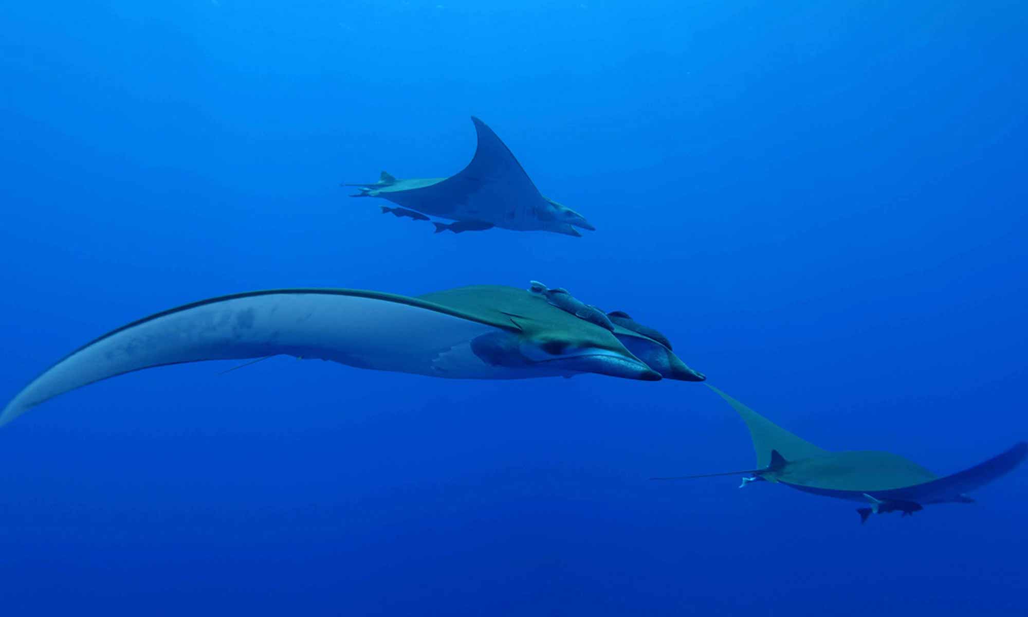 Slow Dive Atlantik Azoren Pico Sport Manta