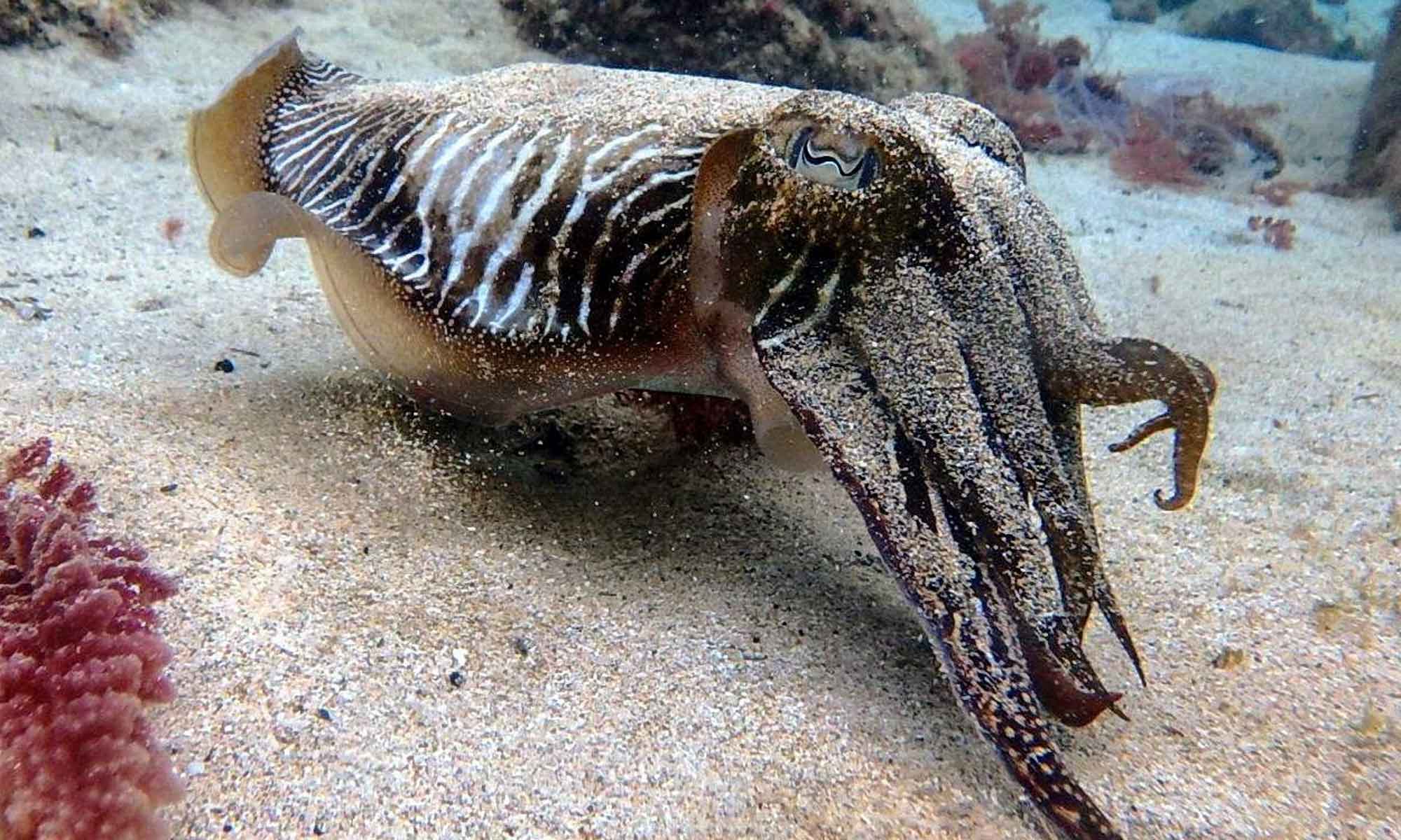Slow Dive Atlantik Kanarische Inseln Aquatis Diving Center Lanzarote Calamari