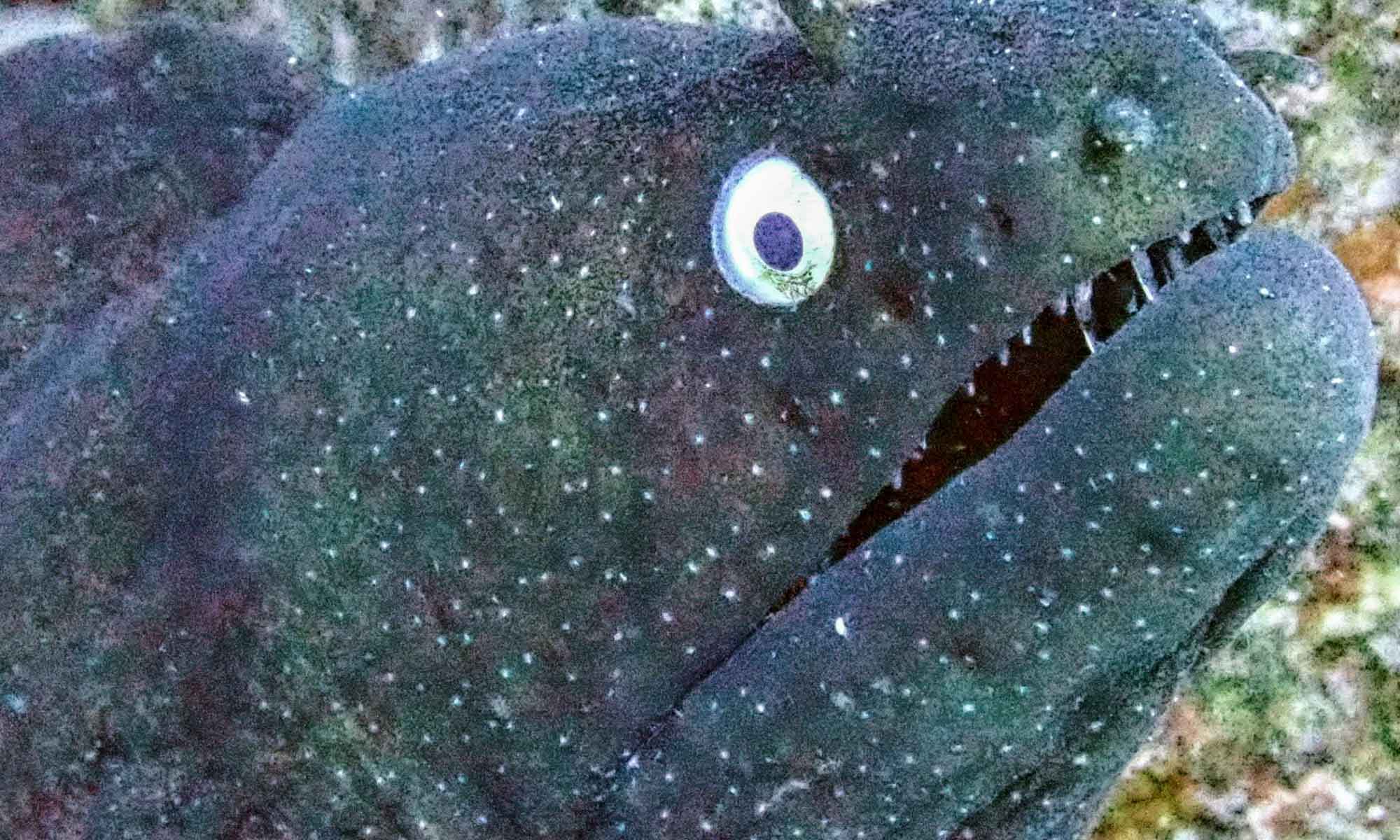 Slow Dive Atlantik Kanarische Inseln Aqautis Diving Lanzarote Moräne