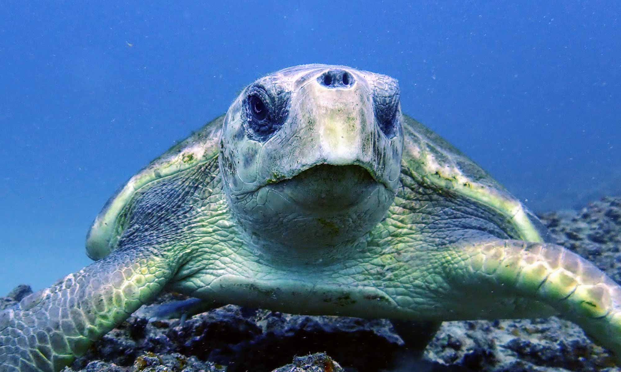 Slow Dive Atlantik Kanarische Inseln Aqautis Diving Lanzarote Schildkröte