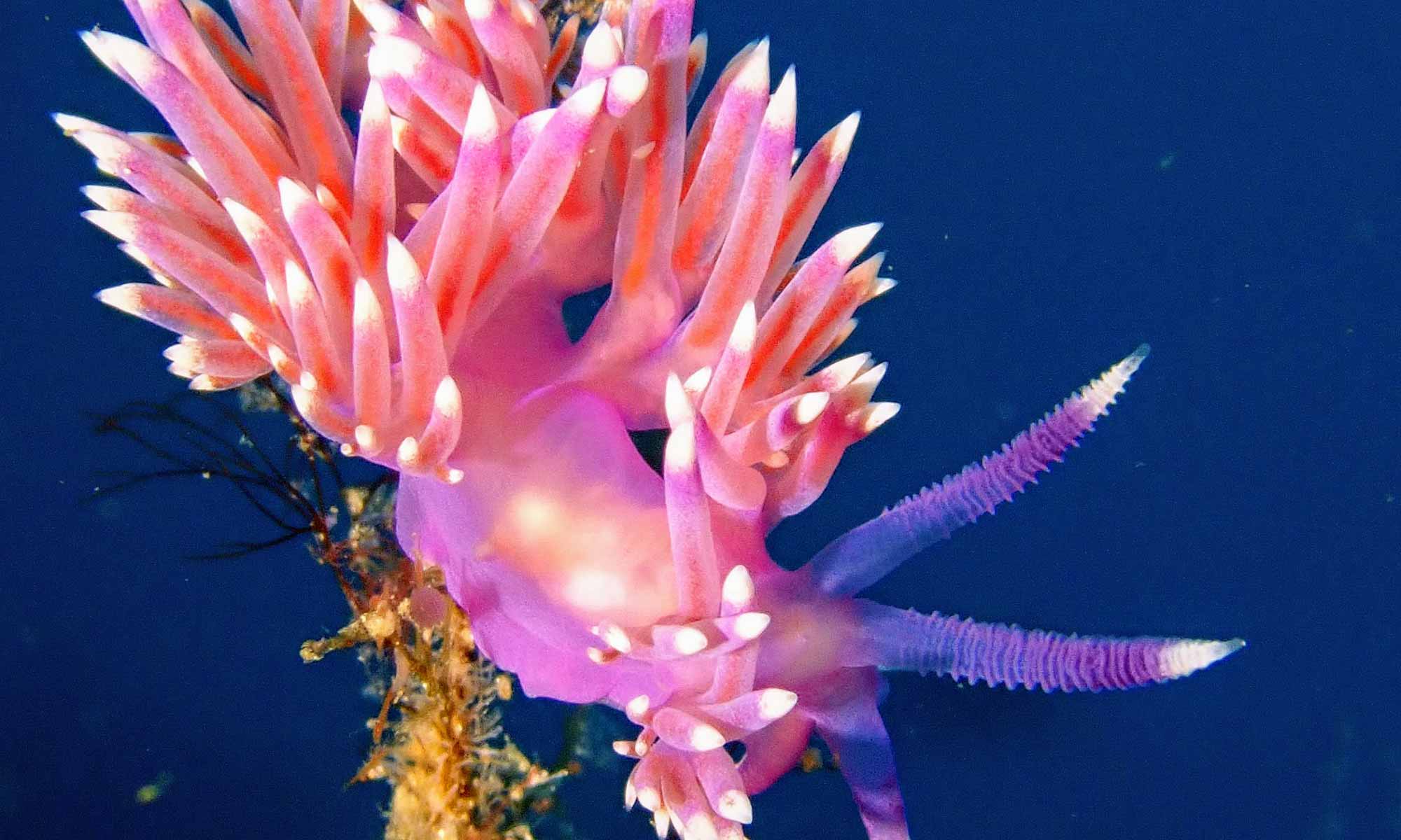 Slow Dive Atlantik Kanarische Inseln Aqautis Diving Lanzarote Schnecke