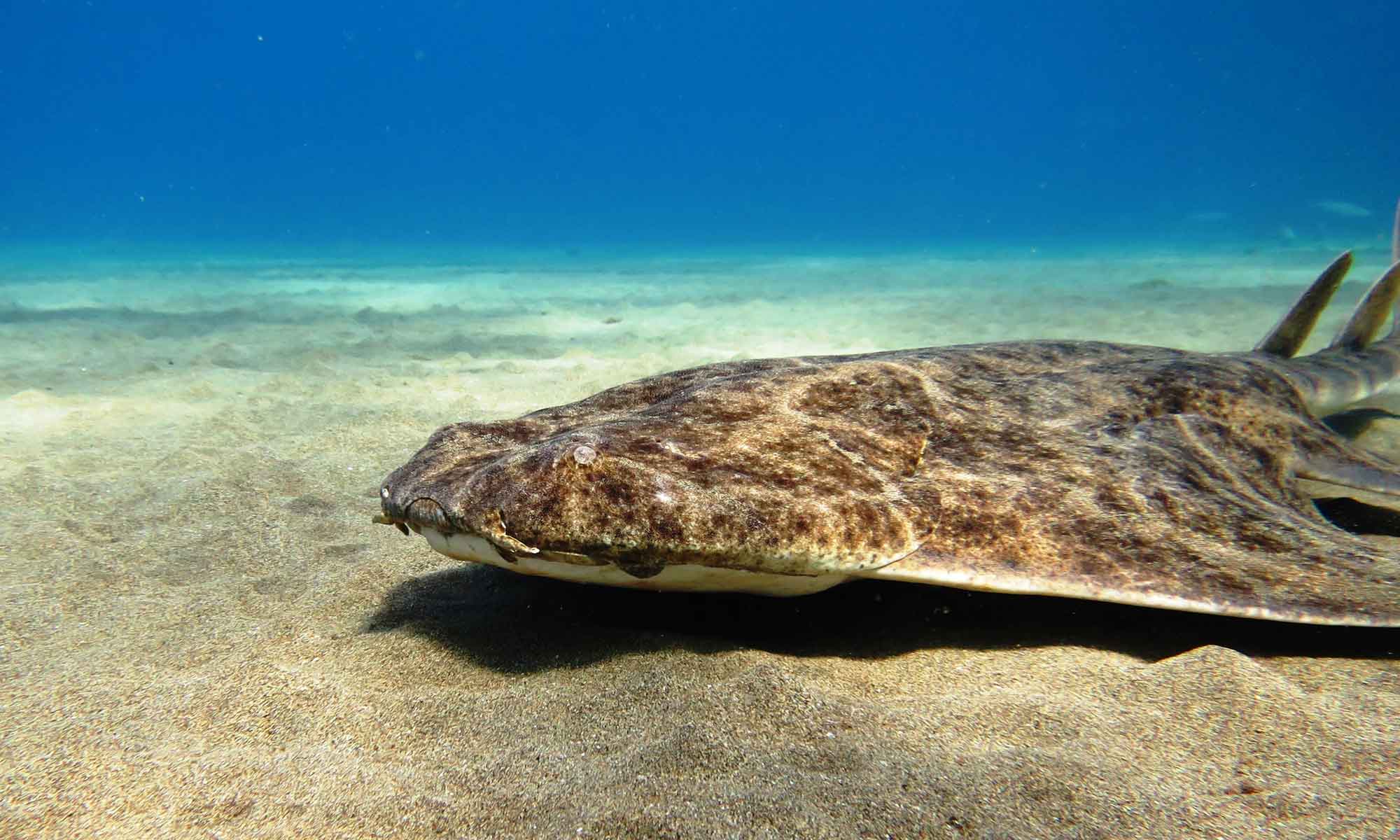Slow Dive Atlantik Kanarische Inseln Aqautis Diving Lanzarote Unterwasser