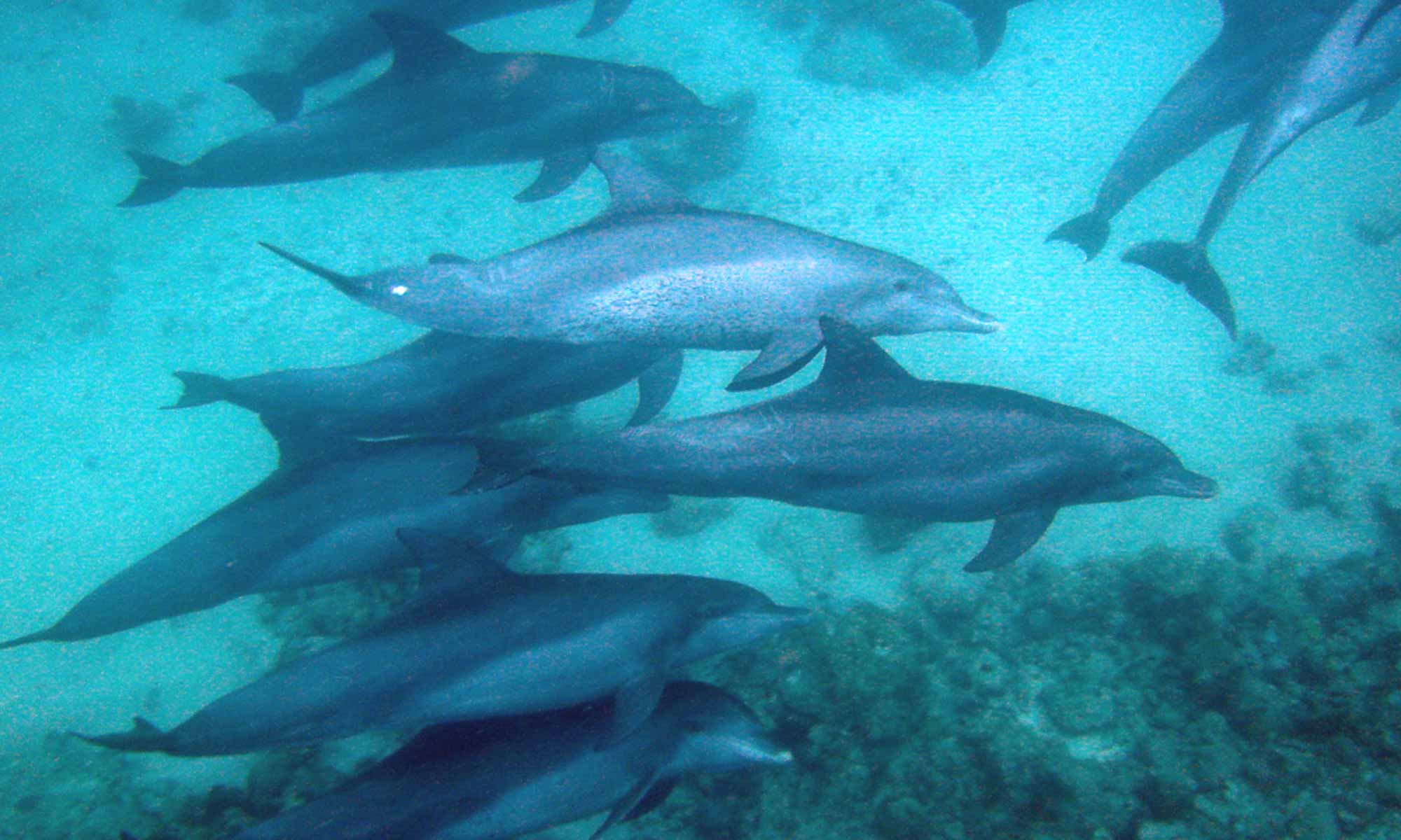 Slow Dive Indischer Ozean Malediven Euro Divers Eriyadu Delfine