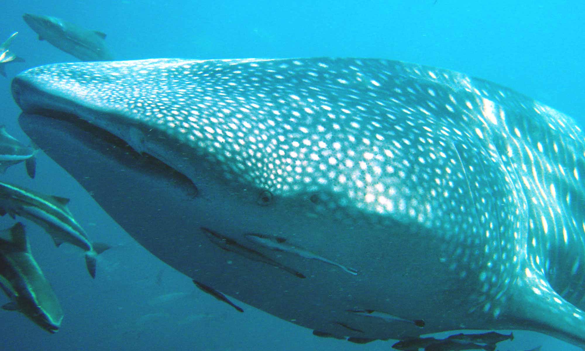 Slow Dive Indischer Ozean Malediven Euro Divers Eriyadu Walhai