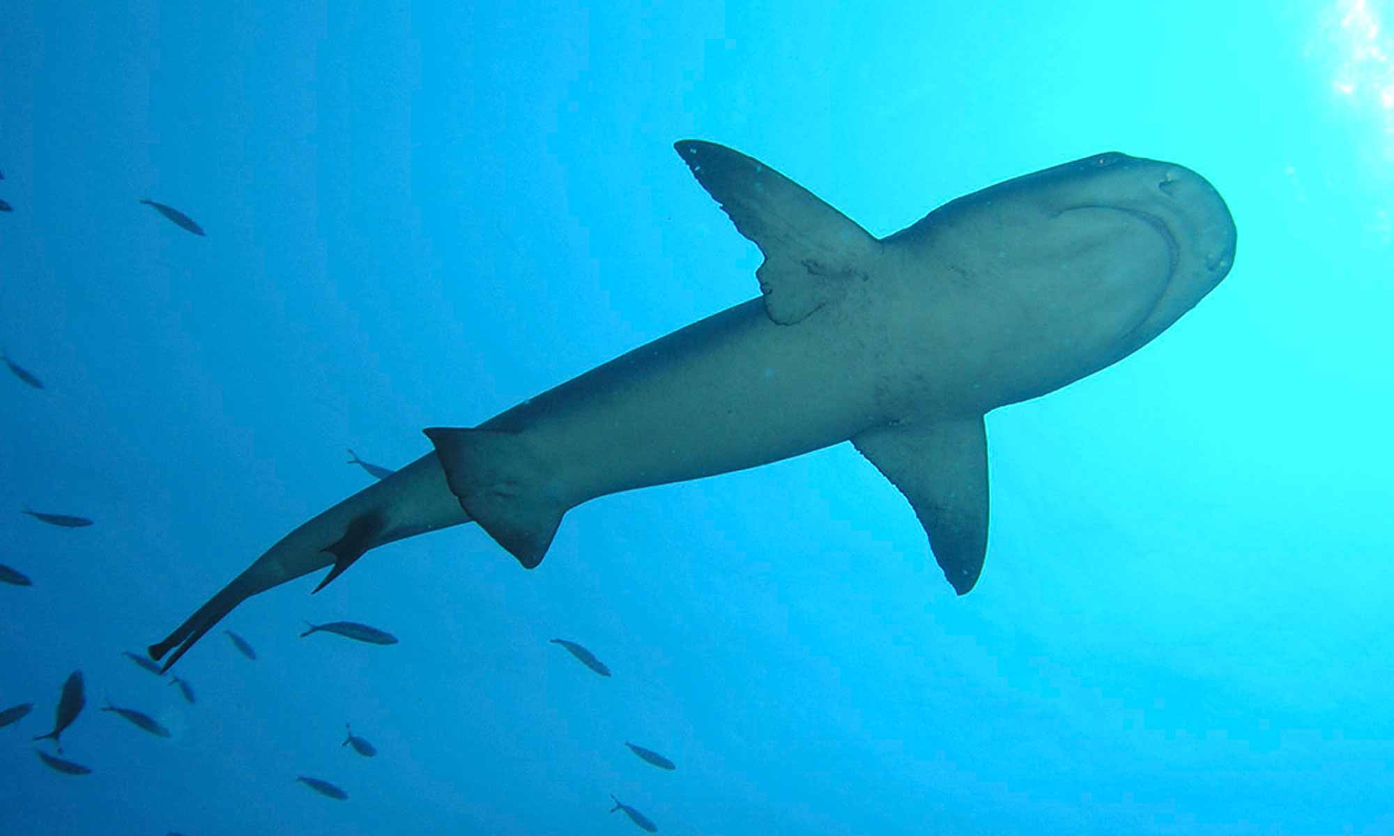 Slow Dive Indischer Ozean Malediven Mariana Hai