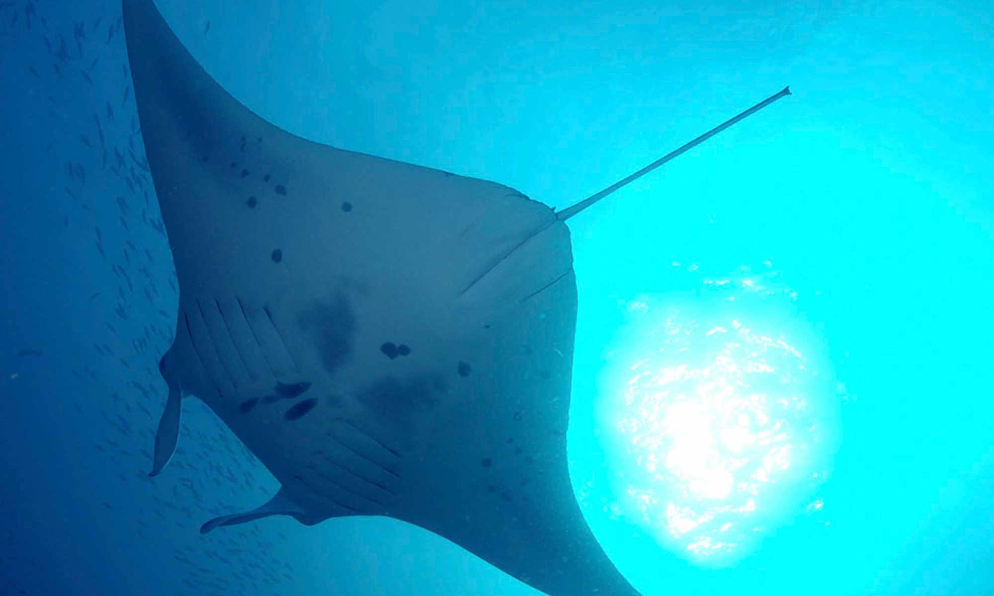 Slow Dive Indischer Ozean Malediven Mariana Manta