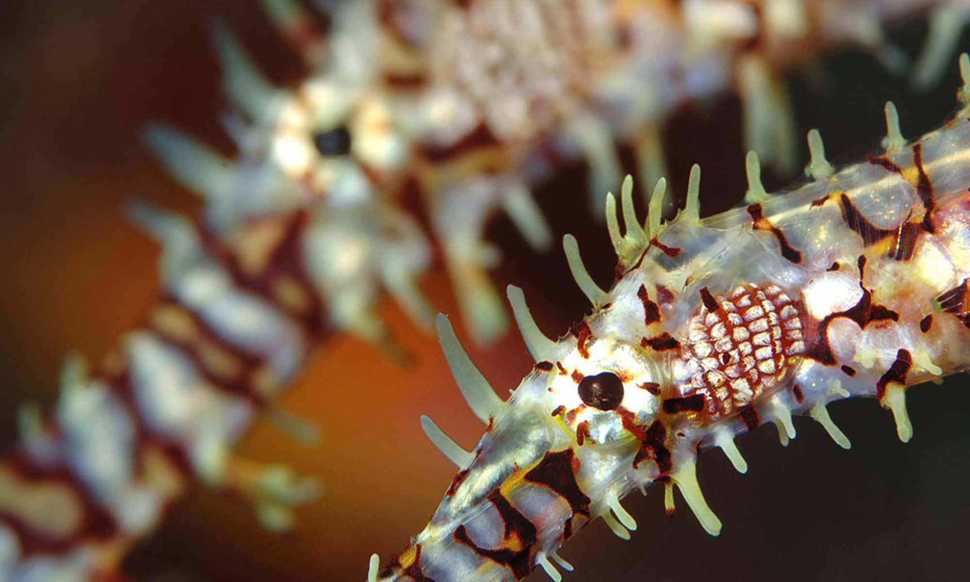 Slow Dive Indischer Ozean Malediven Mariana Unterwasser Makro