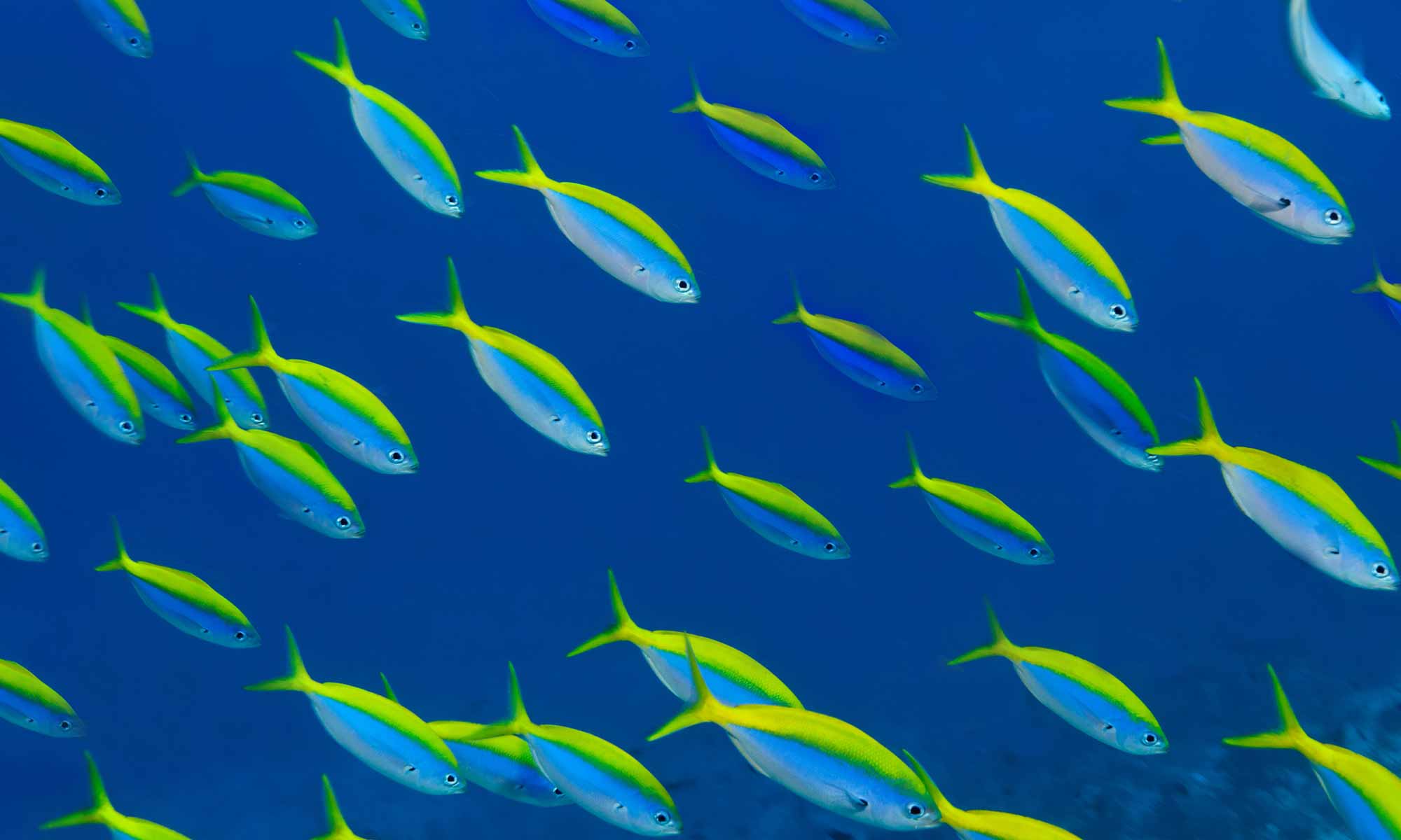 Slow Dive Indischer Ozean Malediven Pro Divers Vakarufalhi Fische