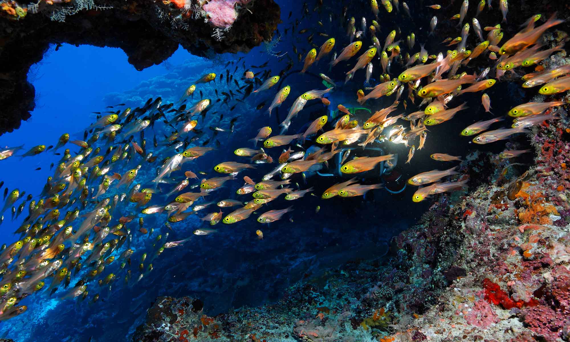 Slow Dive Indischer Ozean Malediven Pro Divers Vakarufalhi Fischschwarm