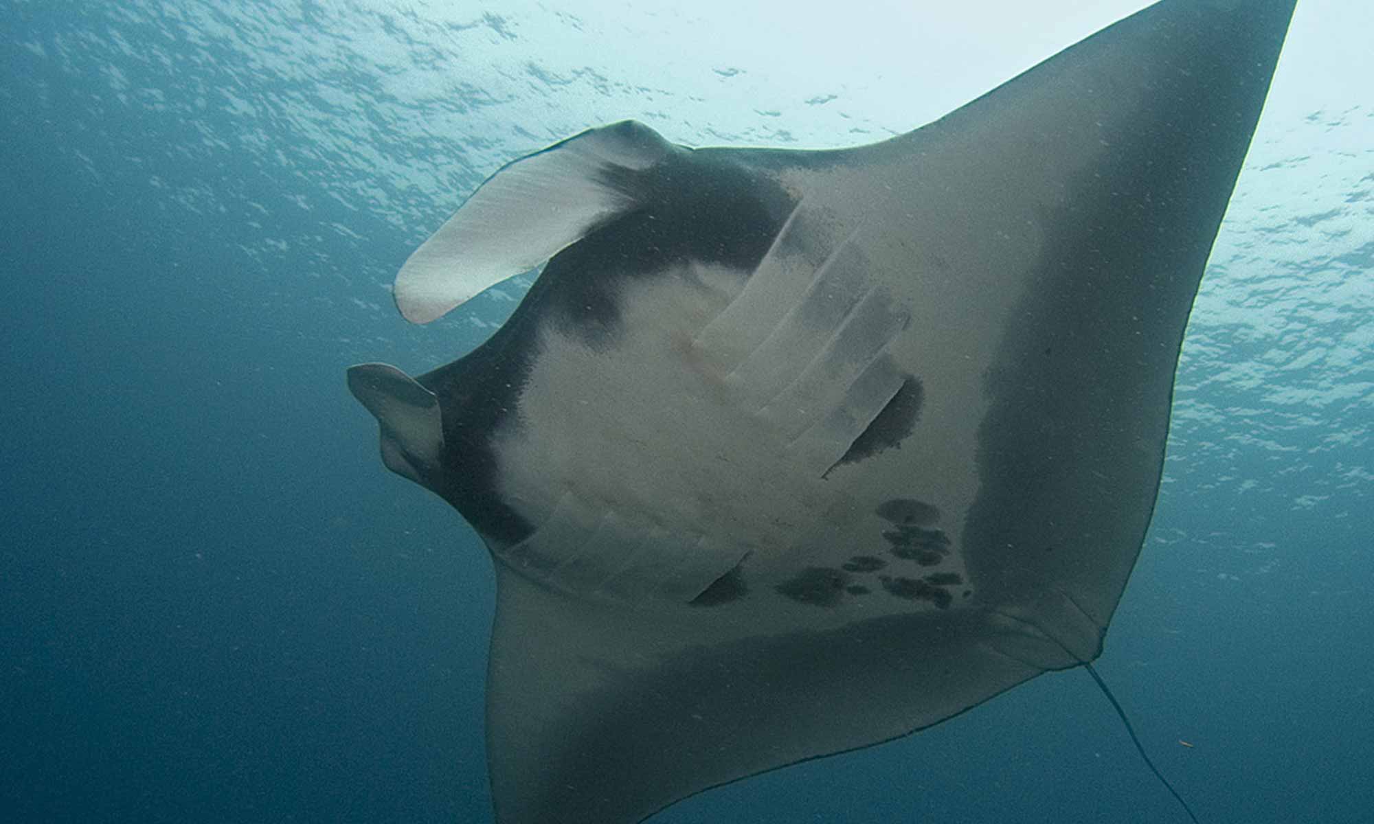 Slow Dive Indischer Ozean Malediven Pro Divers Vakarufalhi Manta