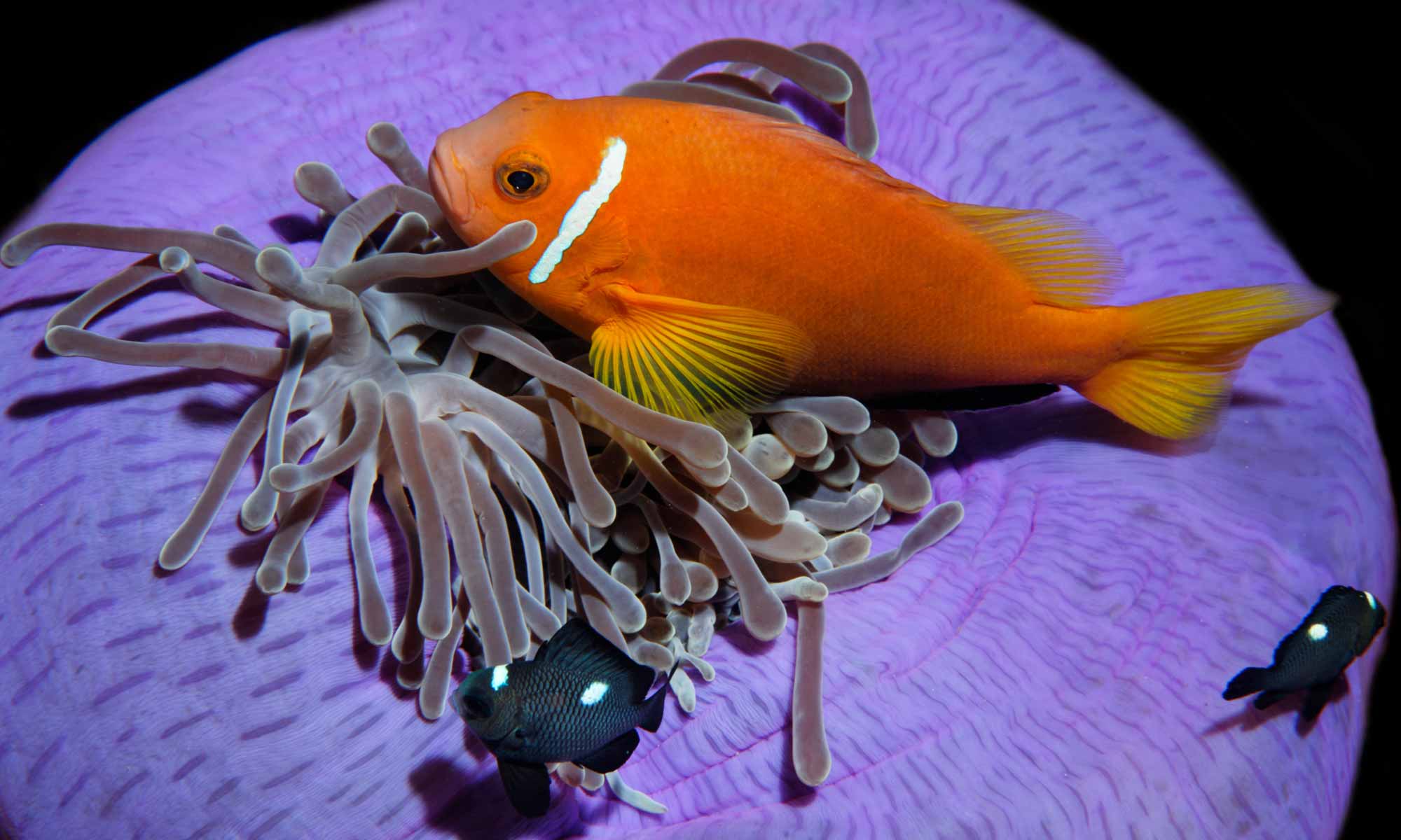 Slow Dive Indischer Ozean Malediven Pro Divers Vakarufalhi Nemo