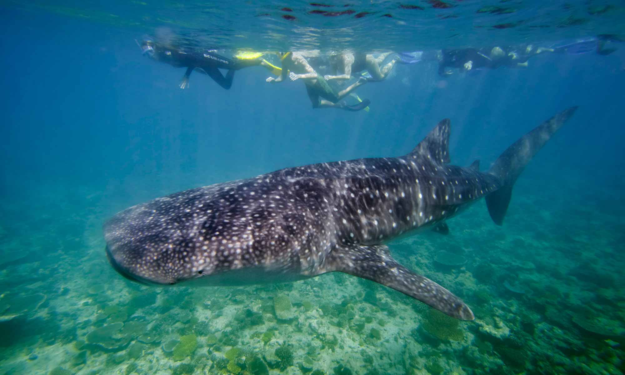 Slow Dive Indischer Ozean Malediven Holiday Island Resort