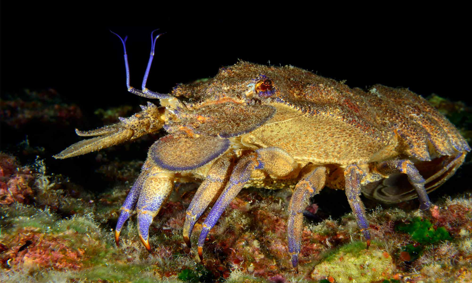 Slow Dive Angebote Griechenland Zakynthos Unterwasser Krebs