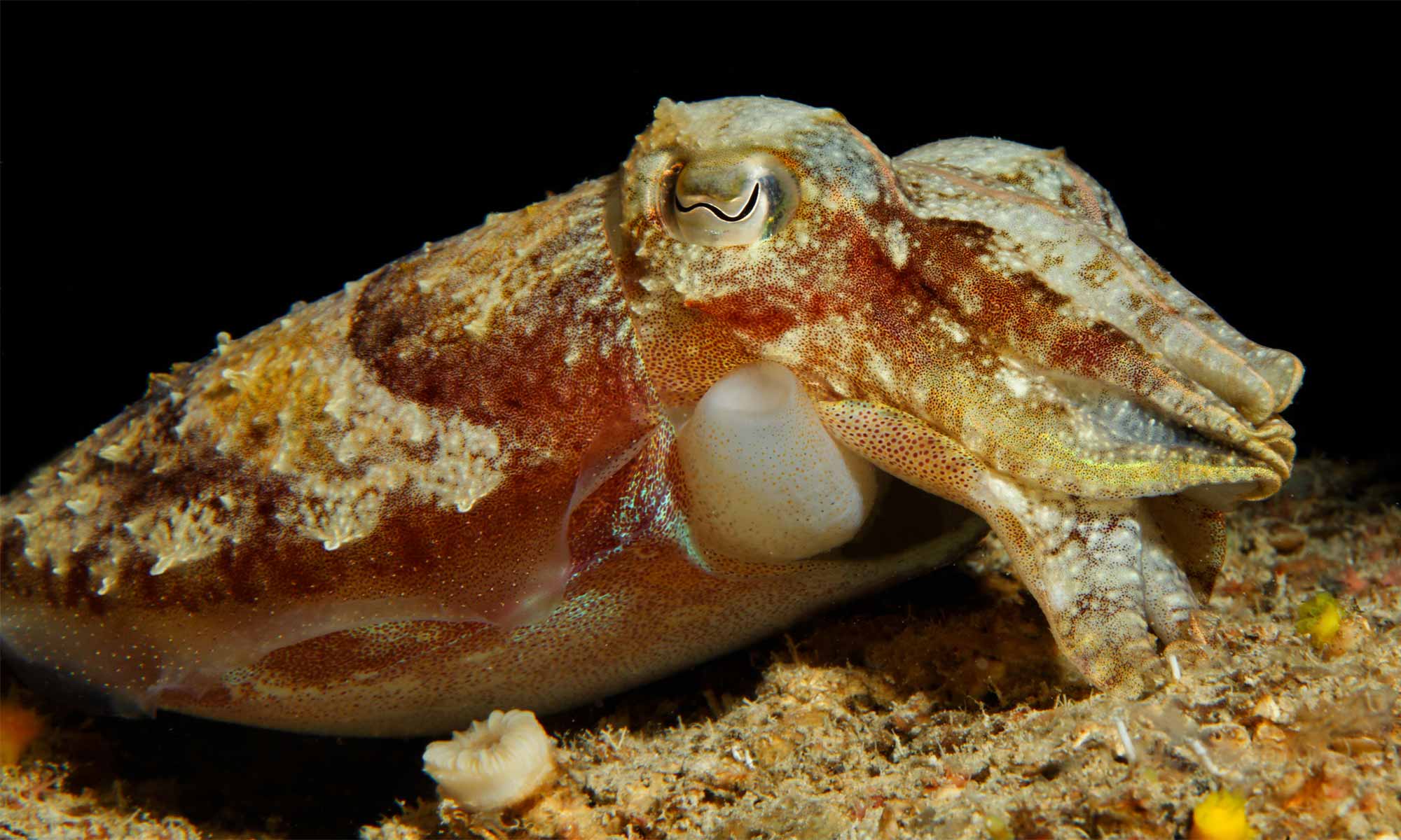 Slow Dive Angebote Griechenland Zakynthos Unterwasser Sepia