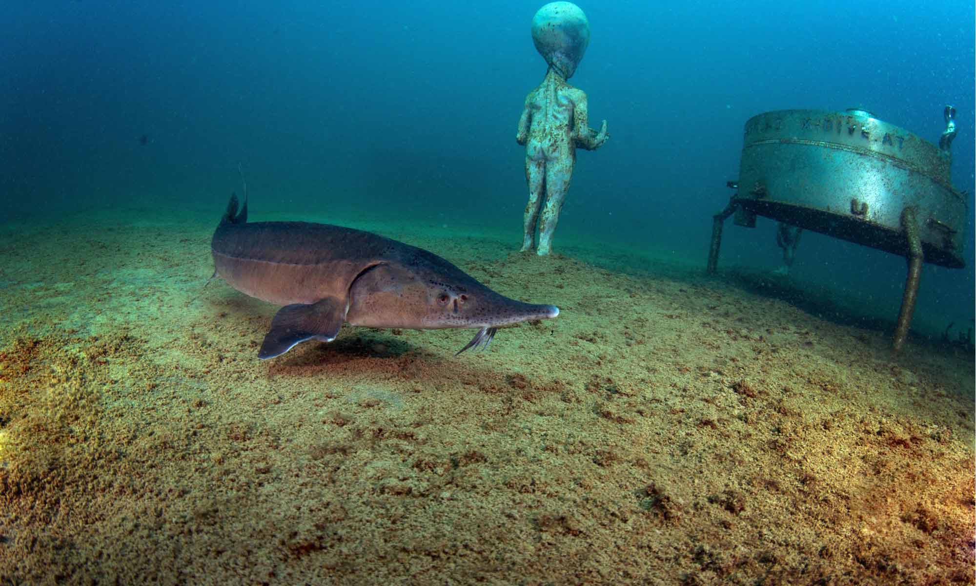 Slow Dive Angebote Österreich Grüblsee Steiermark Alien Unterwasser