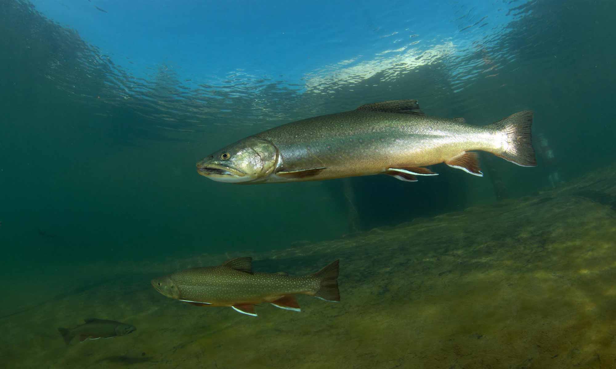 Slow Dive Angebote Österreich Grüblsee Steiermark Fisch