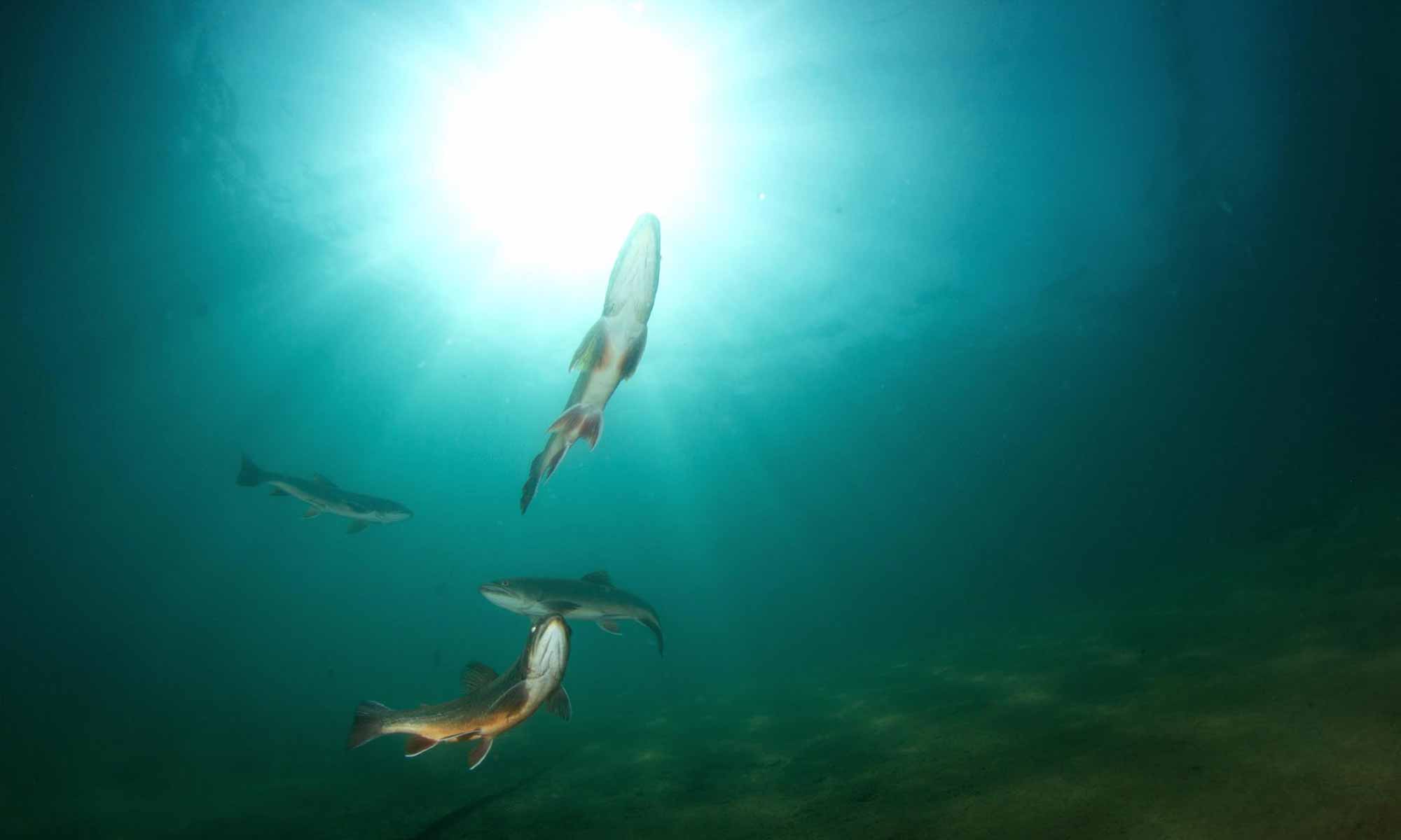 Slow Dive Angebote Österreich Grüblsee Steiermark Fische Unterwasser