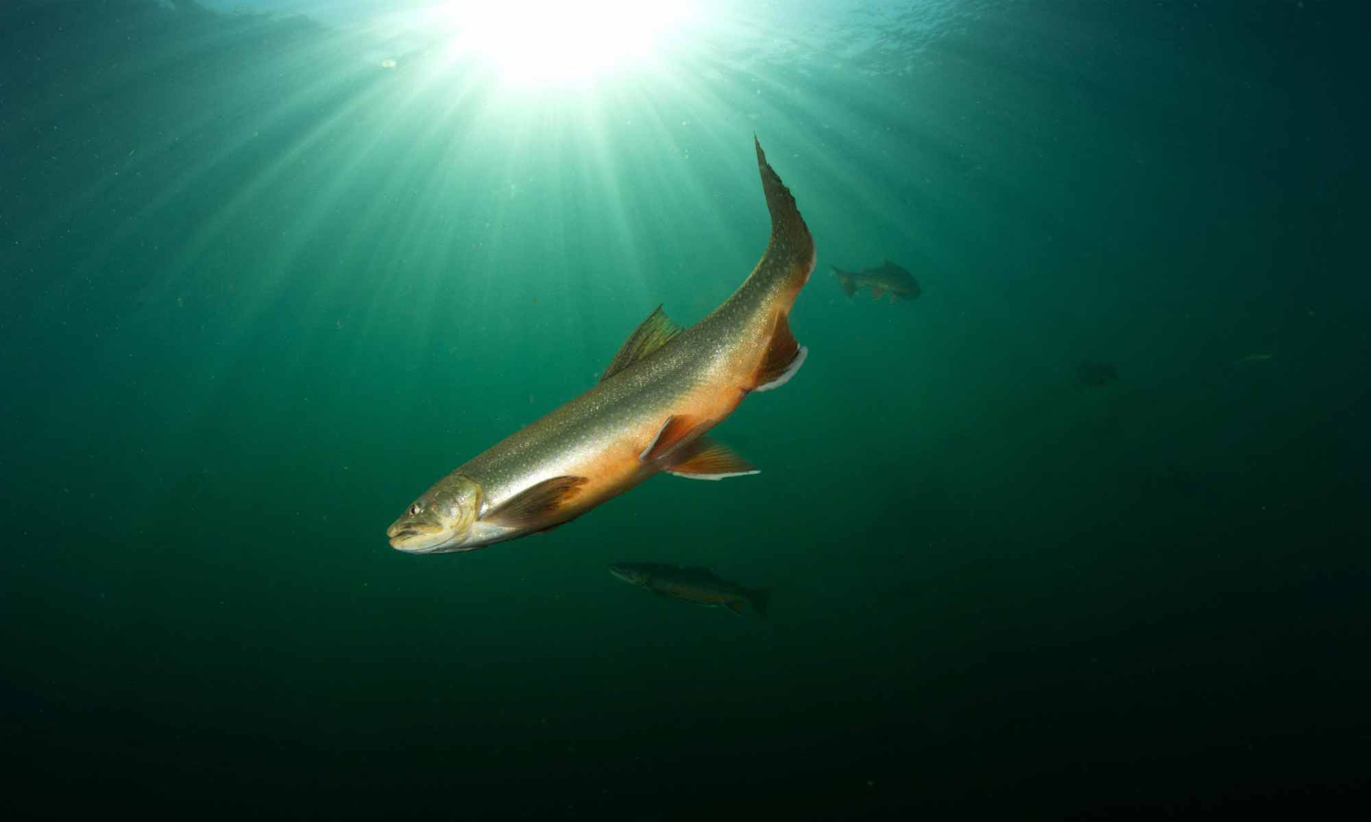 Slow Dive Angebote Österreich Grüblsee Steiermark Fische