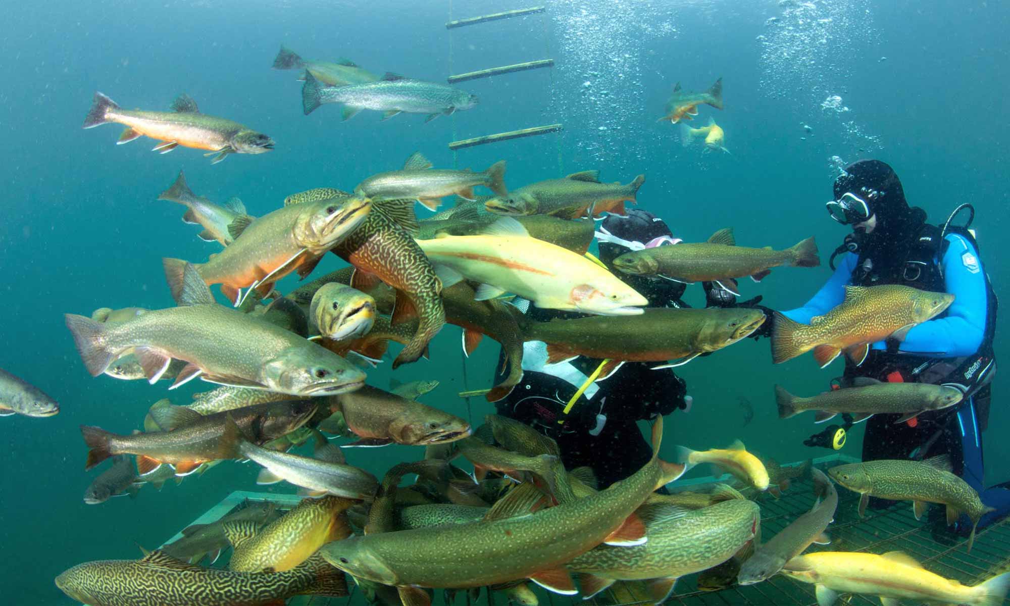Slow Dive Angebote Österreich Grüblsee Steiermark Fischschwarm