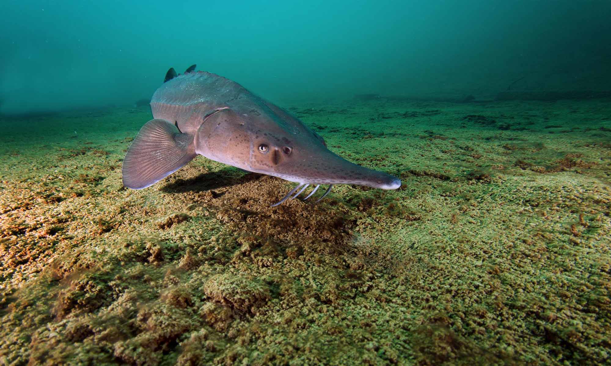 Slow Dive Angebote Österreich Grüblsee Steiermark Seeboden