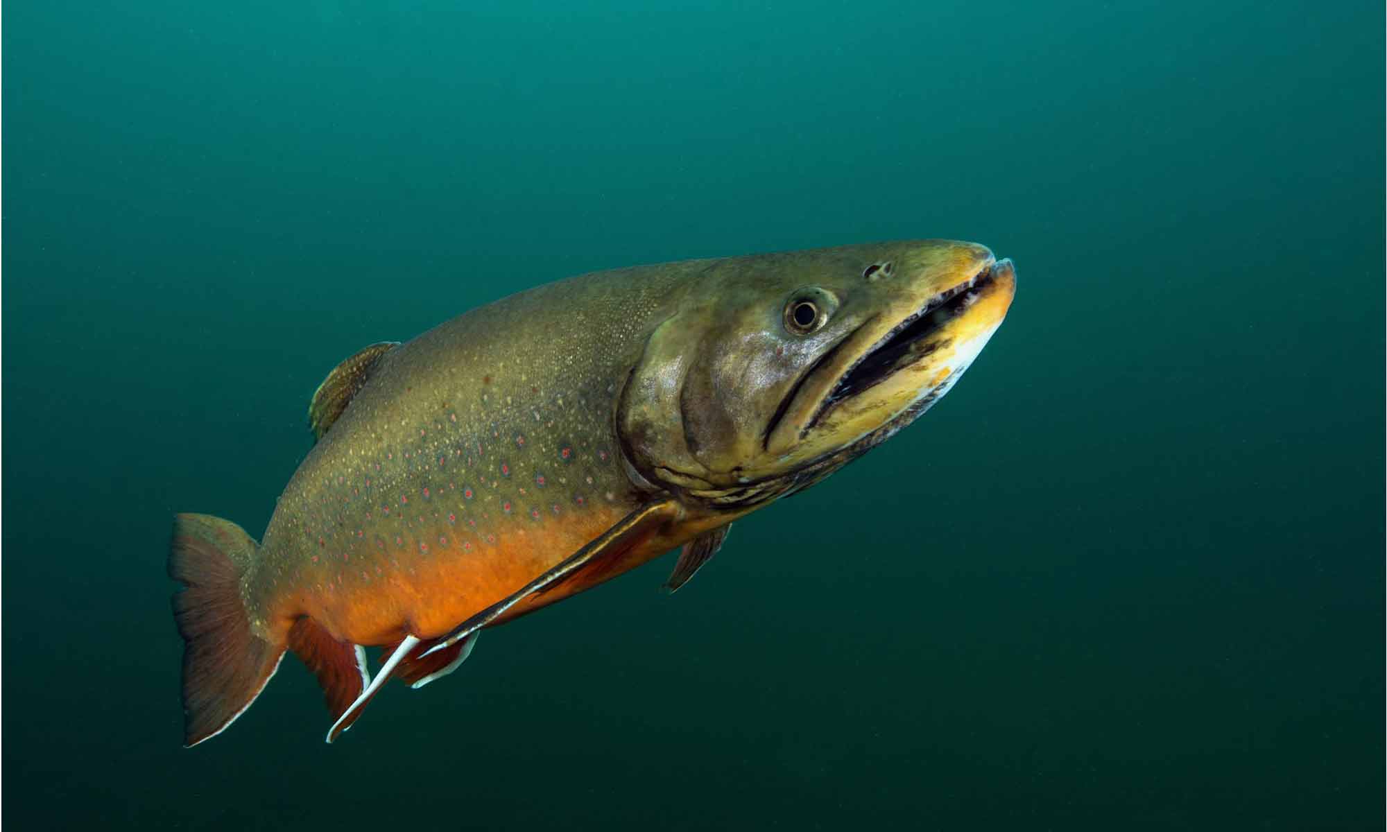 Slow Dive Angebote Österreich Grüblsee Steiermark Unterwasser Fisch
