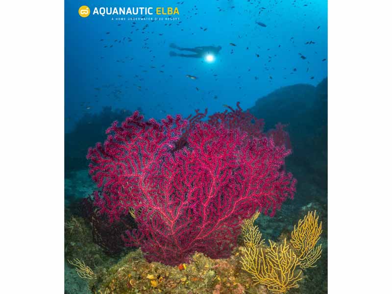 Slow Dive Angebote Italien Elba Unterwasser Koralle