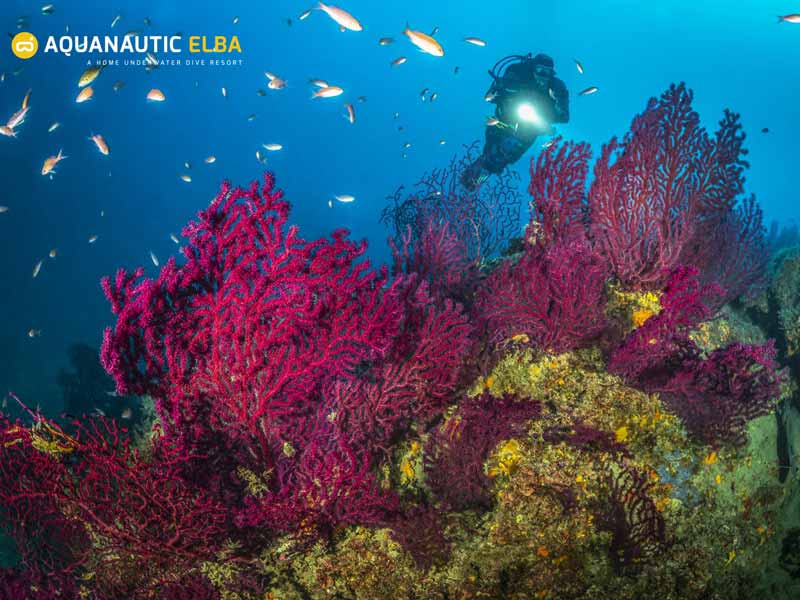 Slow Dive Angebote Italien Elba Unterwasser Korallen