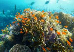Korallenriff mit bunten Fischen im roten Meer, Ägypten
