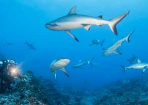 Taucher zwischen Fischschwärmen und Riffhaien am Blue Corner in Palau, Mikronesien