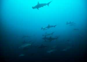 Hammerhaie bei Cocos Island, Costa Rica
