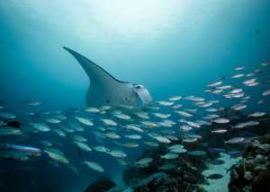 Mantarochen und Fischschwarm über einem Korallenriff in Raja Ampat, Indonesien
