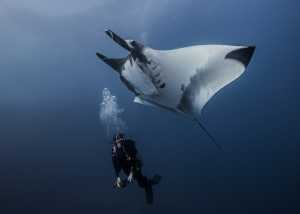 Riesiger Mantarochen mit Taucher bei Roca Partida in Socorro, Mexiko