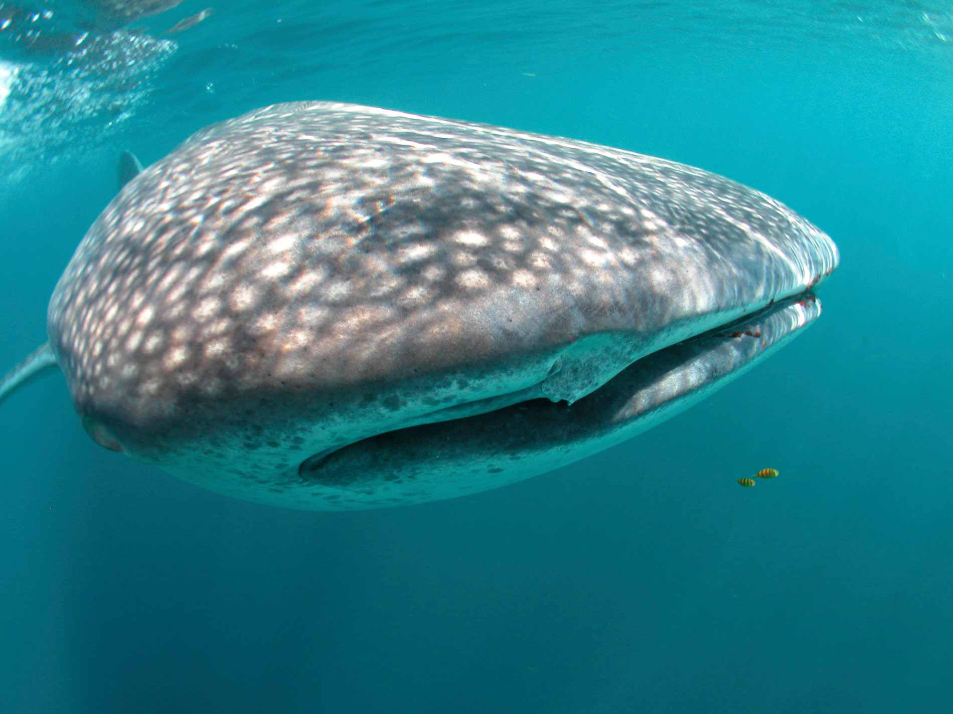 Slow Dive Indischer Ozean Malediven Walhai