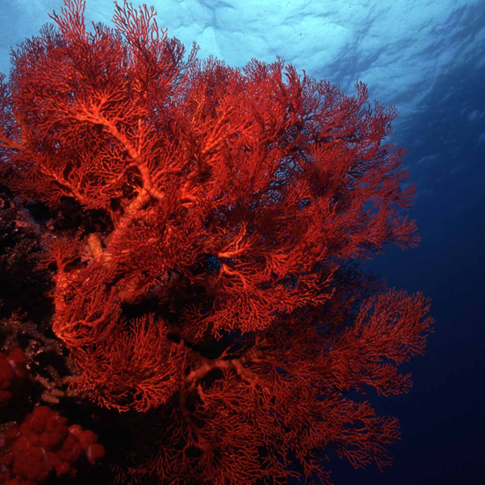 Slow Dive Indischer Ozean Oman Koralle