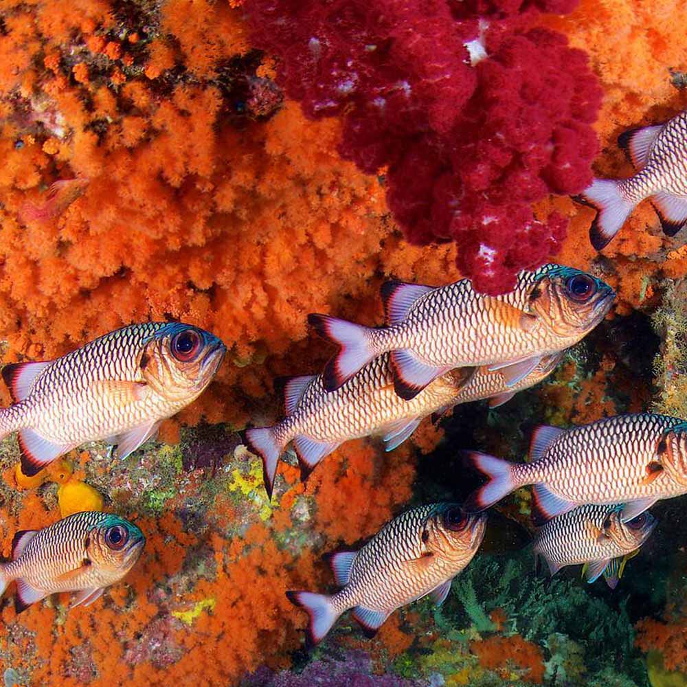 Slow Dive Indopazifik Indonesien Fische