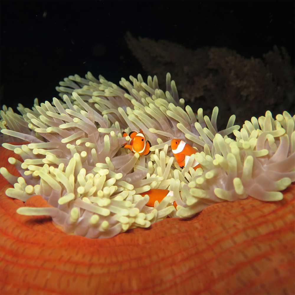 Slow Dive Indopazifik Indonesien Nemo