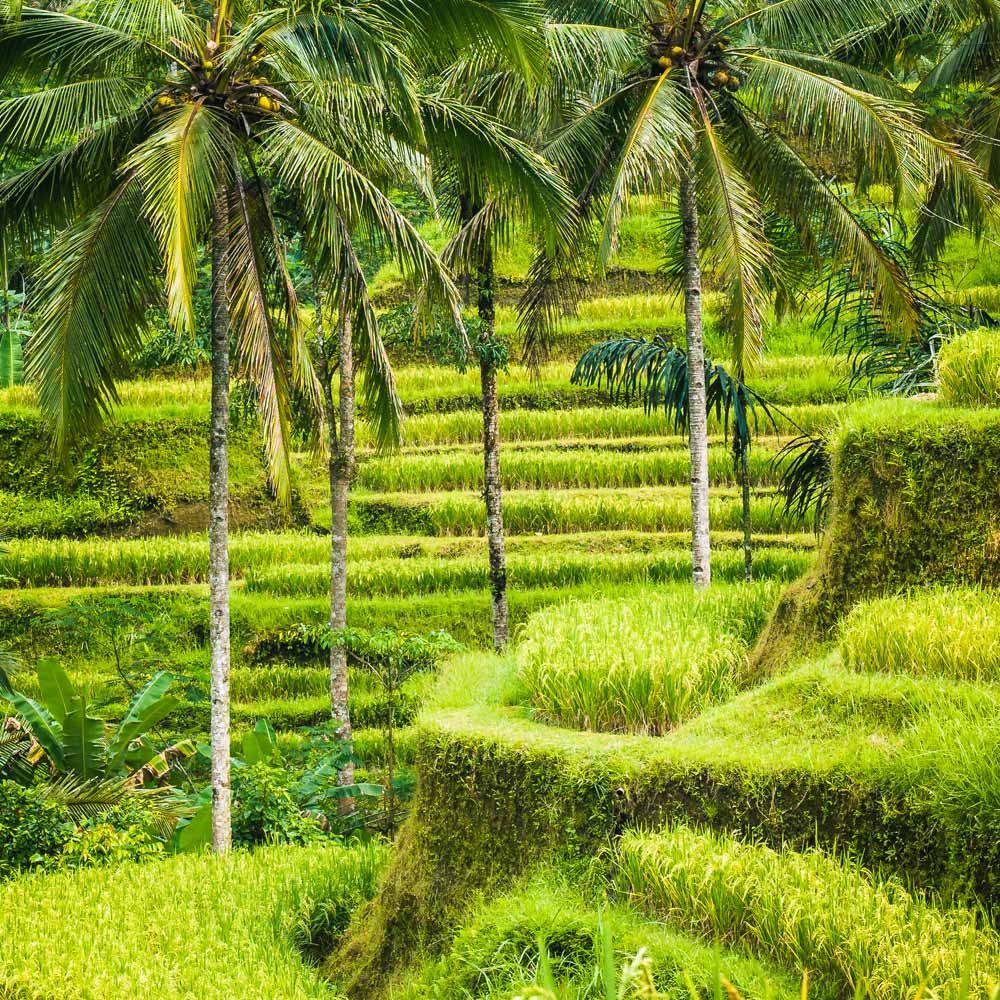Slow Dive Indopazifik Indonesien Reisfelder
