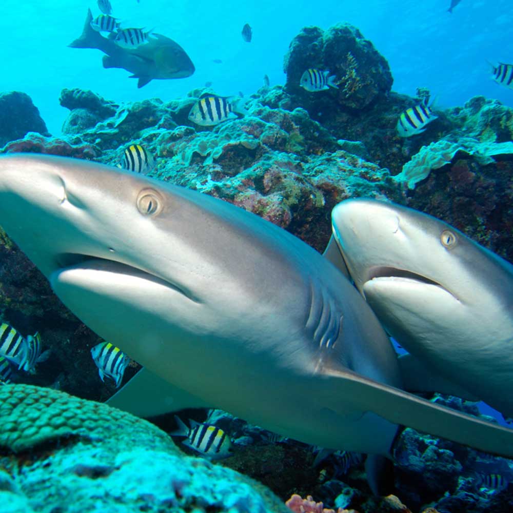 Slow Dive Indopazifik Mikronesien Hai