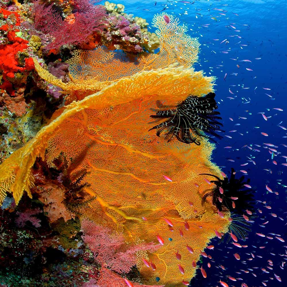 Slow Dive Indopazifik Philippinen bunte Korallen