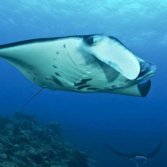Special Tauchsafari Similan Islands, Koh Bon, Koh Tachai, Richelieu Rock, Surin Island