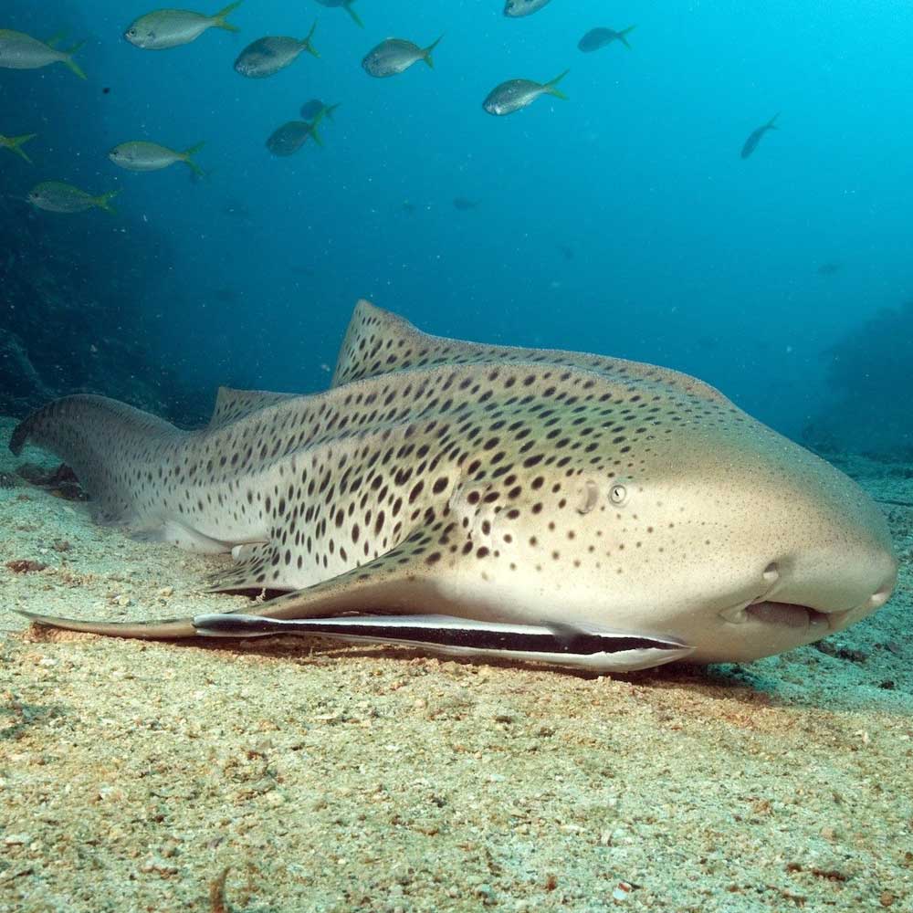 Slow Dive Indopazifik Thailand Hai