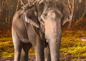 Slow Dive Indopazifik Thailand