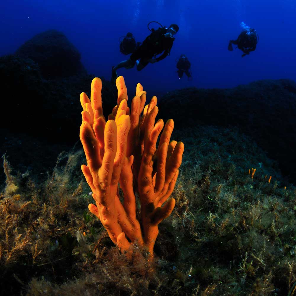 Slow Dive Mittelmeer Zypern Koralle