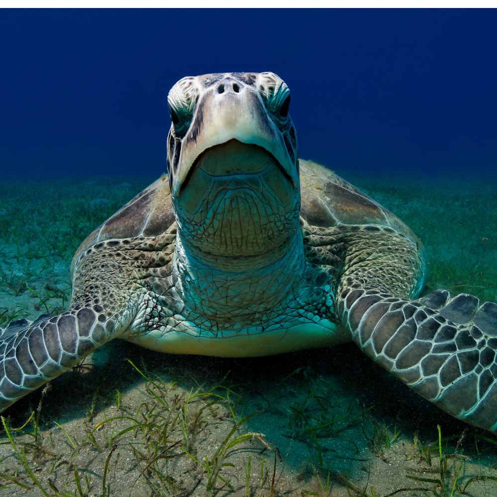 Slow Dive Rotes Meer Ägypten Schildkröte