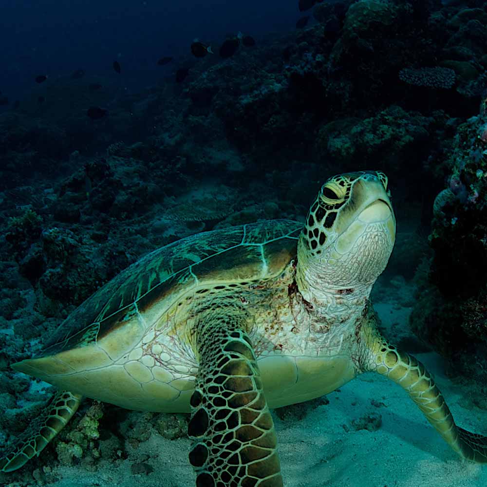 Slow Dive Special Palau 2022 Schildkröte