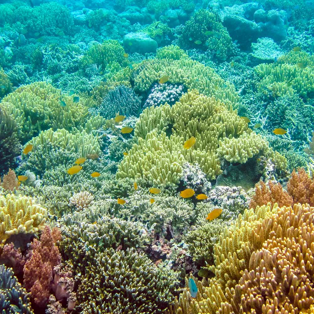Slow Dive Special Raja Ampat 2021 Korallen